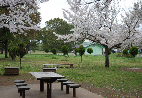 【江戸川区】篠崎公園で花見とバーベキューが一緒に楽しめる
