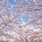 墨田区浅草お花見デートスポットは隅田公園がおすすめ！